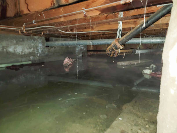 White Mountain Lake, AZ Water damage restoration Company